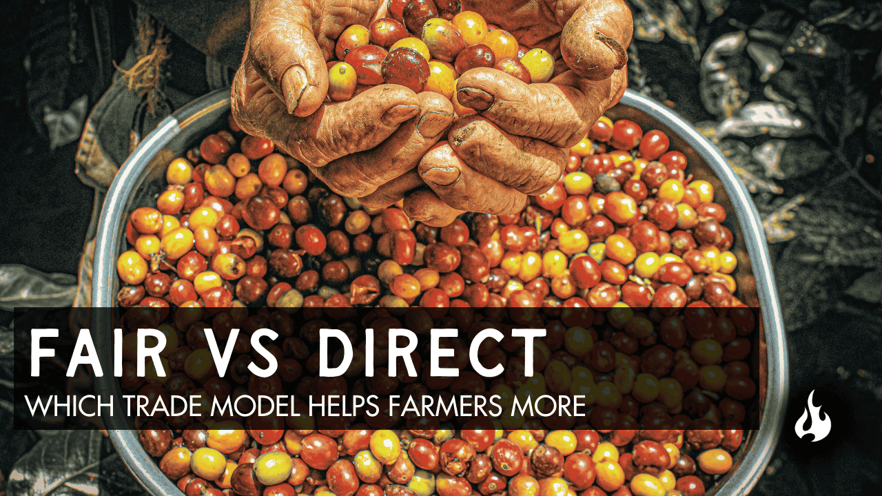 Farmer holding red coffee cherries