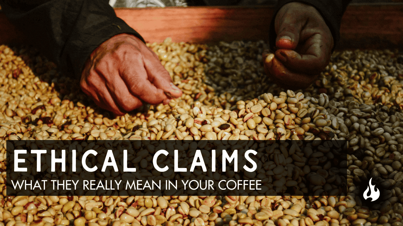 Coffee farmer selecting/checking coffee beans