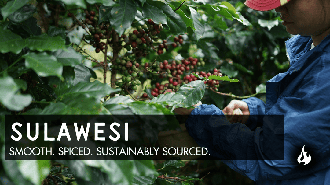 Sulawesi Coffee: Medium Roast by Ember Coffee Co.
