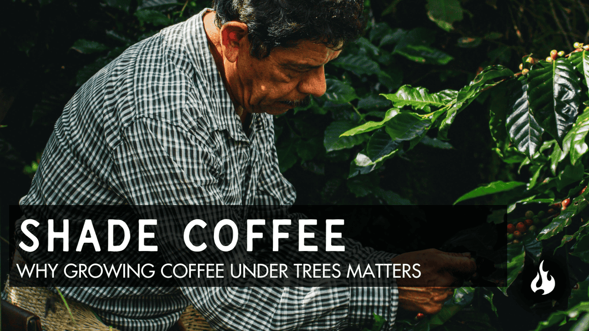 What Does "Shade-Grown Coffee" Actually Mean? – Ember Coffee Co.