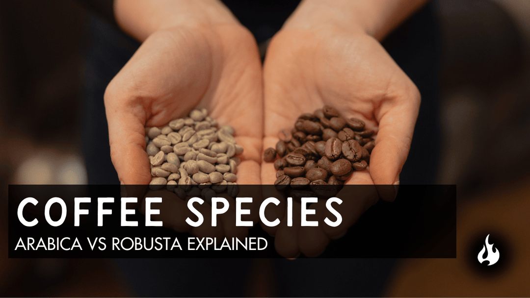 Green coffee and roasted coffee side by side