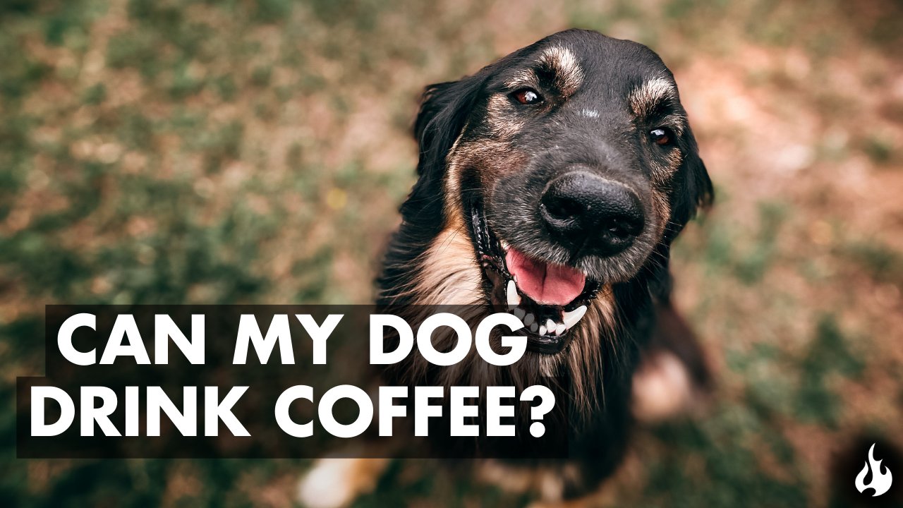 Can My Dog Drink Coffee? - Ember Coffee Co.