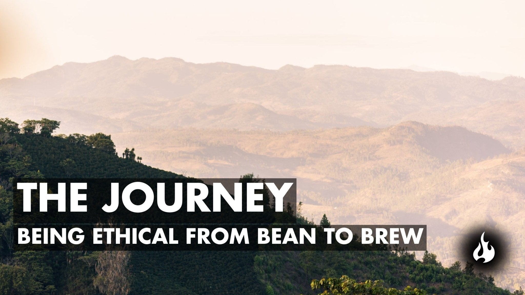 The Journey from Bean to Brew - Ember Coffee Co.