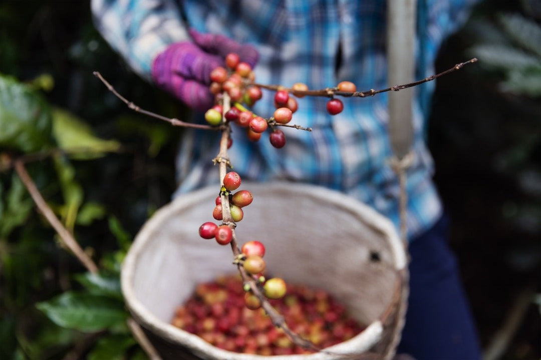 Three Types of Coffee Processing - Ember Coffee Co.