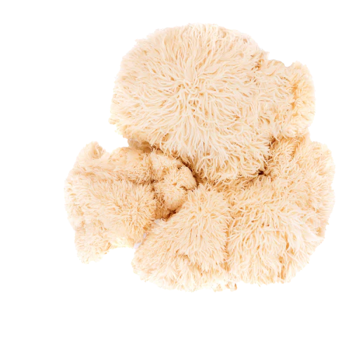 Organic lion's mane extract