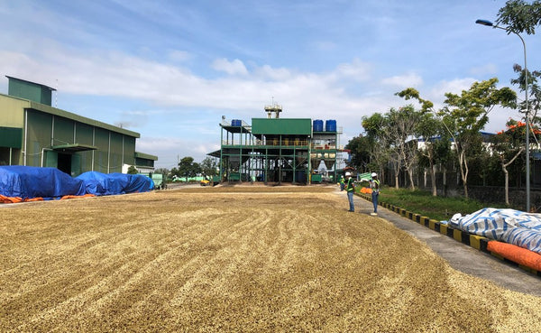 Washed coffee drying on the patio at the Bao Loc mill, Lam Dong, Vietnam