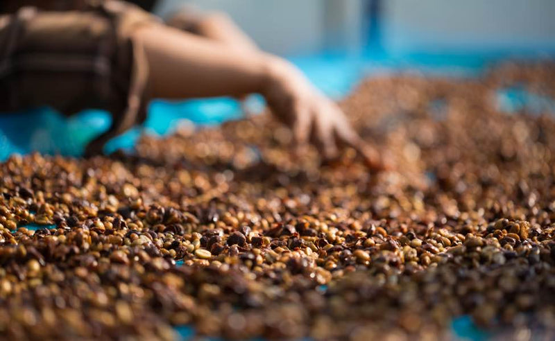 Ethically sourced coffee